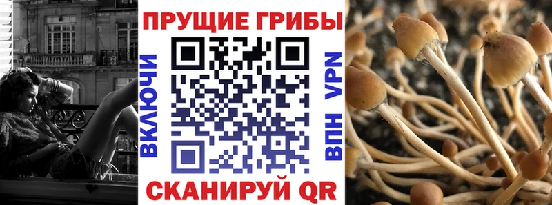 Галлюциногенные грибы Psilocybe  Купить где  Суздаль 
